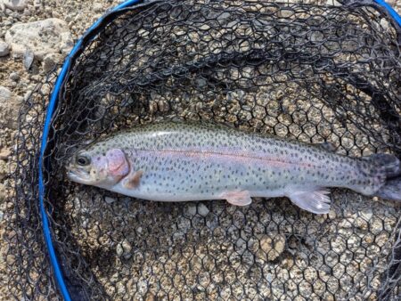 スプーンとミノーに好反応